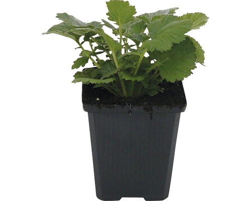 Jeune plante en pot