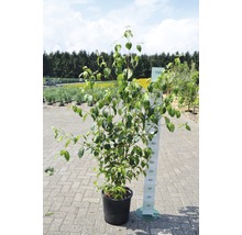 Hartriegel im Topf mit Größenangabe