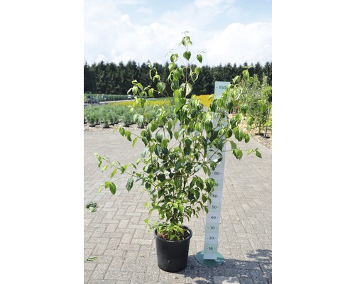 Cornouiller en pot avec indication de la taille