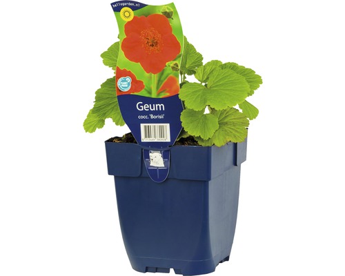 Geum coccineum Borisii, plante en pot