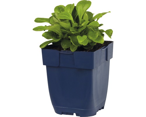 Feldsalat in einem blauen Pflanzgefäß