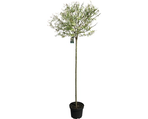 Salix integra Hakuro Nishiki Saule crevette en pot