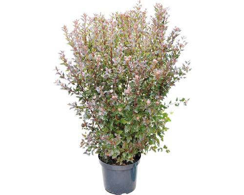 Blühender Spierstrauch im Topf