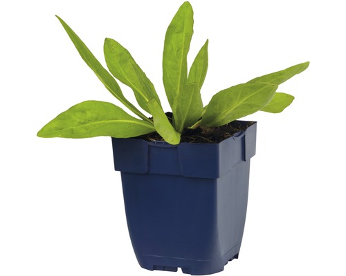 Jeune plante en pot