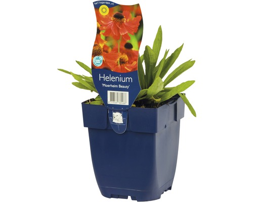 Helenium Moerheim Beauty im Topf