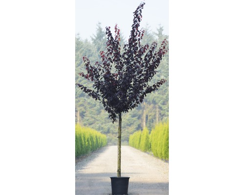 Prunier rouge en pot pour le jardin