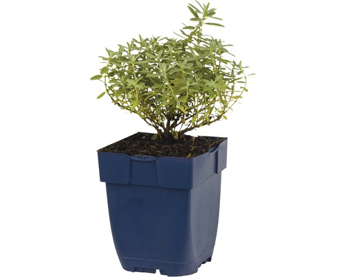 Plant d''estragon en pot