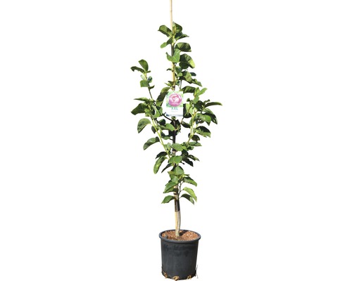 Apfelbaum im Topf mit Stützpfahl und Pflanzenetikett