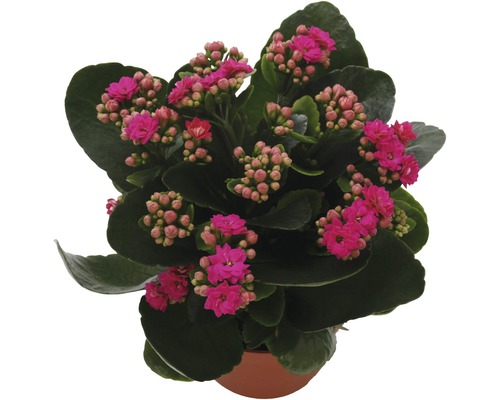 Kalanchoé de Blossfeld FloraSelf Kalanchoe Calandiva h 20-25 cm pot Ø 12 cm pourpre