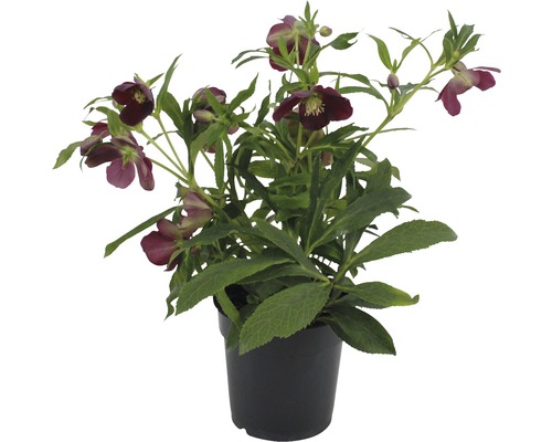 Christrose in schwarzem Topf