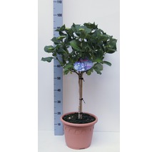 Hortensia en pot, environ 110 centimètres de haut