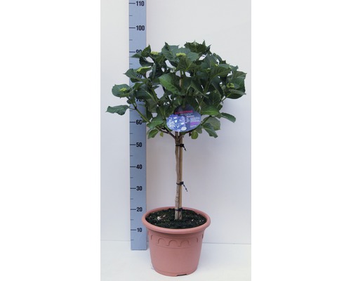 Hortensia FloraSelf Hydrangea macrophylla h 40-50 cm Co 8,7 l