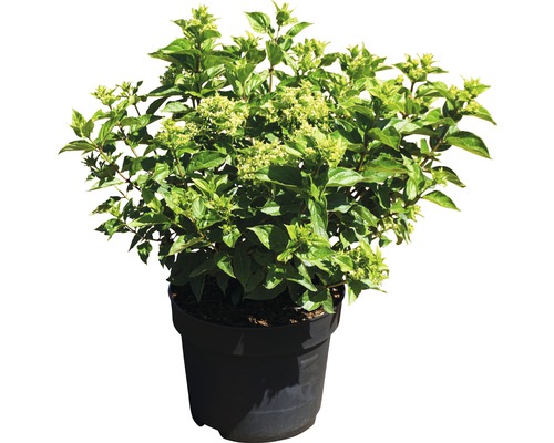 Rispenhortensie FloraSelf Hydrangea paniculata 'Little Lime' H 60-80 cm Co 10 L