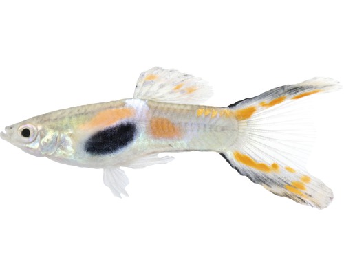 Fisch Guppy Endler Männchen - Poecilia reticulata