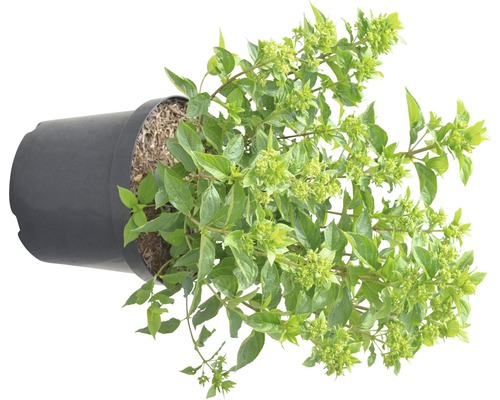 Rispenhortensie im Topf