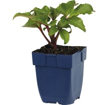 Lenzrose FloraSelf Helleborus sternii H 5-20 cm Co 0,5 L