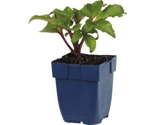 Helleborus-Pflanze im Topf