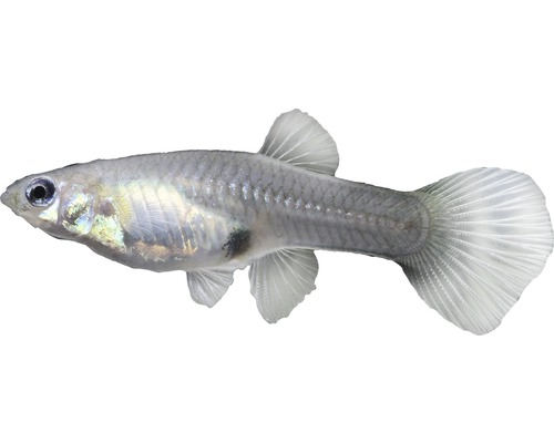 Fisch Guppy Endler Weibchen - Poecilia reticulata