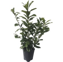 Lorbeerbaum in einem Topf