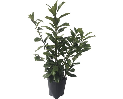 Lorbeerbaum in einem Topf
