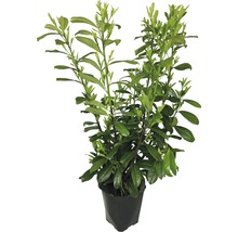 Lorbeerbaum in einem Topf
