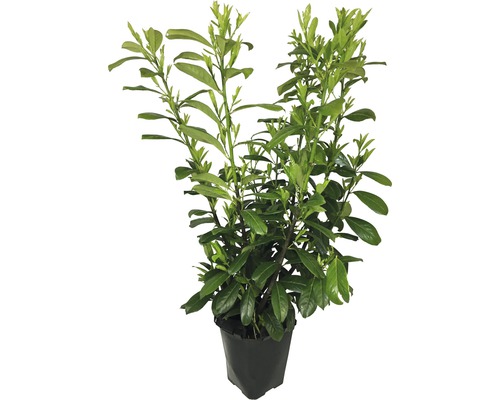 pflanzstab kokos monstera Pflanzstab Kokos 80 cm Monstera Rankhilfe Rankstab Stab Moosstab  Pflanzenstab Kokosstab für Pflanzen aus natürlicher Kokosfaser verlängerbar  – BigDean main image 1