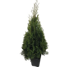 Lebensbaum FloraSelf Thuja occidentalis 'Smaragd' H 60-80 cm im ClickCo-thumb-0