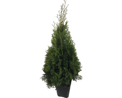 Thuya FloraSelf® Thuja Smaragd 60-80 cm