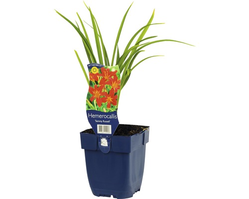 Taglilie in einem Topf