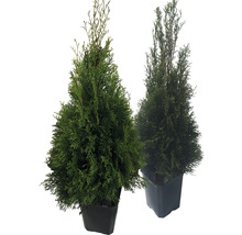 Lebensbaum FloraSelf Thuja occidentalis 'Smaragd' H 60-80 cm im ClickCo-thumb-2