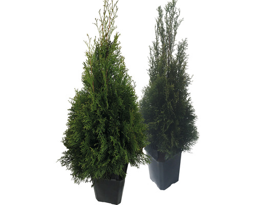 Zwei Thuja-Pflanzen in Töpfen