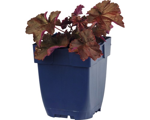 Plante de géranium vivace dans un pot