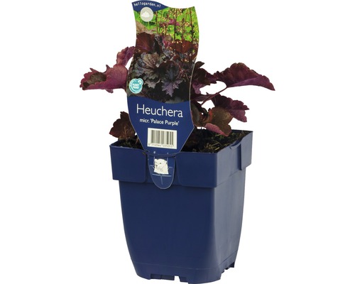 Purpurglöckchen FloraSelf Heuchera micrantha 'Palace Purple' H 5-40 cm Co 0,5 L