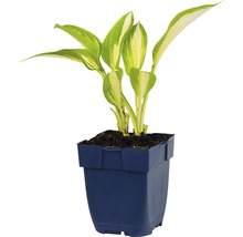 Hosta en pot avec des feuilles rayées vert et blanc