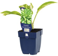Hosta ''Night before Christmas'' en pot