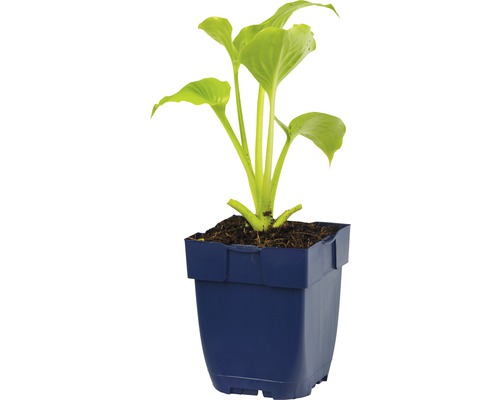 Plante Hosta dans un pot bleu