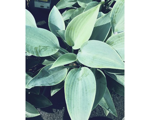 Hosta tardiana gris-bleu 'Halcyon' h 10-30 cm Co 0,5 l (6 pièces)