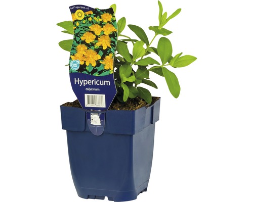 Grossblütiges Johanniskraut FloraSelf Hypericum calydeinum H 5-40 cm Co 0,5 L Hypericum calycinum im Topf