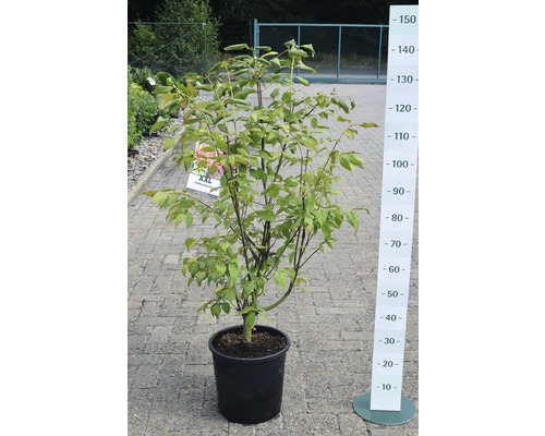 Japanischer Blumenhartriegel in einem Topf mit Größenangabe.