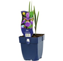 Iris Blue King en pot