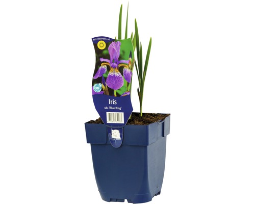 Sibirische Schwertlilie, Wiesen-Schwertlilie FloraSelf Iris sibirica 'Blue King' H 5-30 cm Co 0,5 L