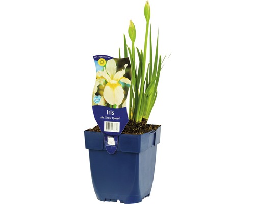 Iris de Sibérie FloraSelf Iris sibirica h 5-80 cm Co 0,5 l