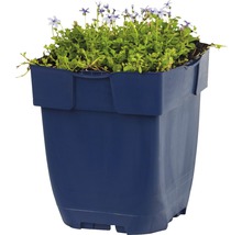 Blauer Pflanzkasten mit blühenden Pflanzen