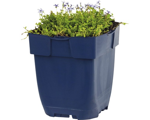Pot de fleurs bleu avec des plantes fleuries