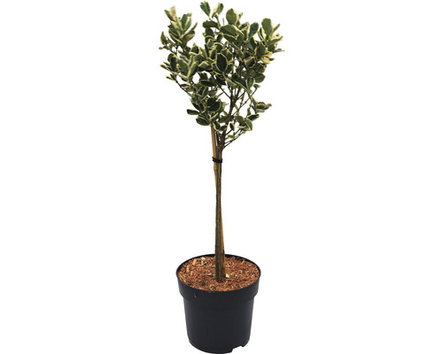 Im Topf gezogener Spindelstrauch mit Blättern