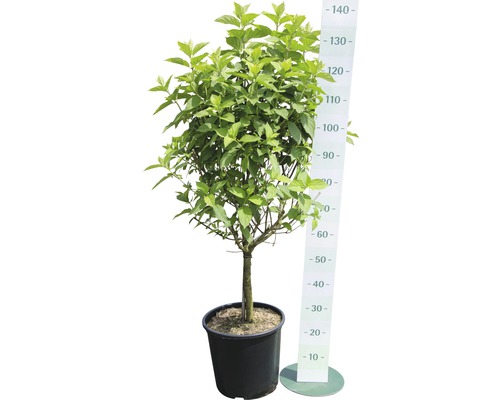 Hartriegel als Hochstamm im Topf mit Messskala