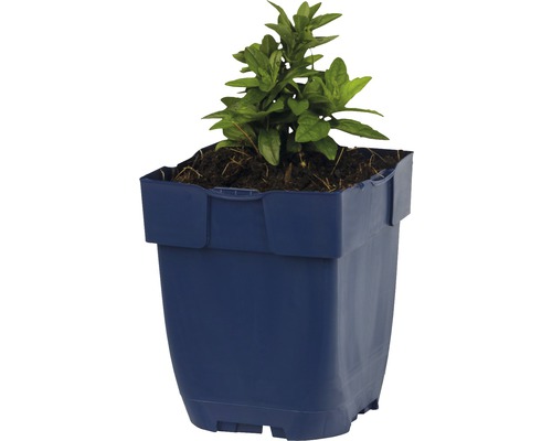 Plante en pot plastique bleu