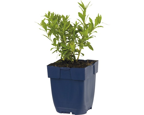 Blühende Pflanze in einem blauen Pflanztopf