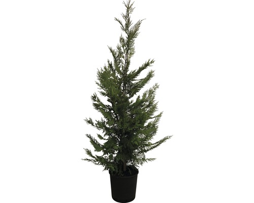 Cyprès de Leyland Cupressocyparis leylandii h 125-150 cm Co 12 l