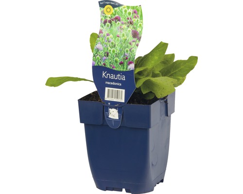 Knautia macedonica Pflanze im Topf